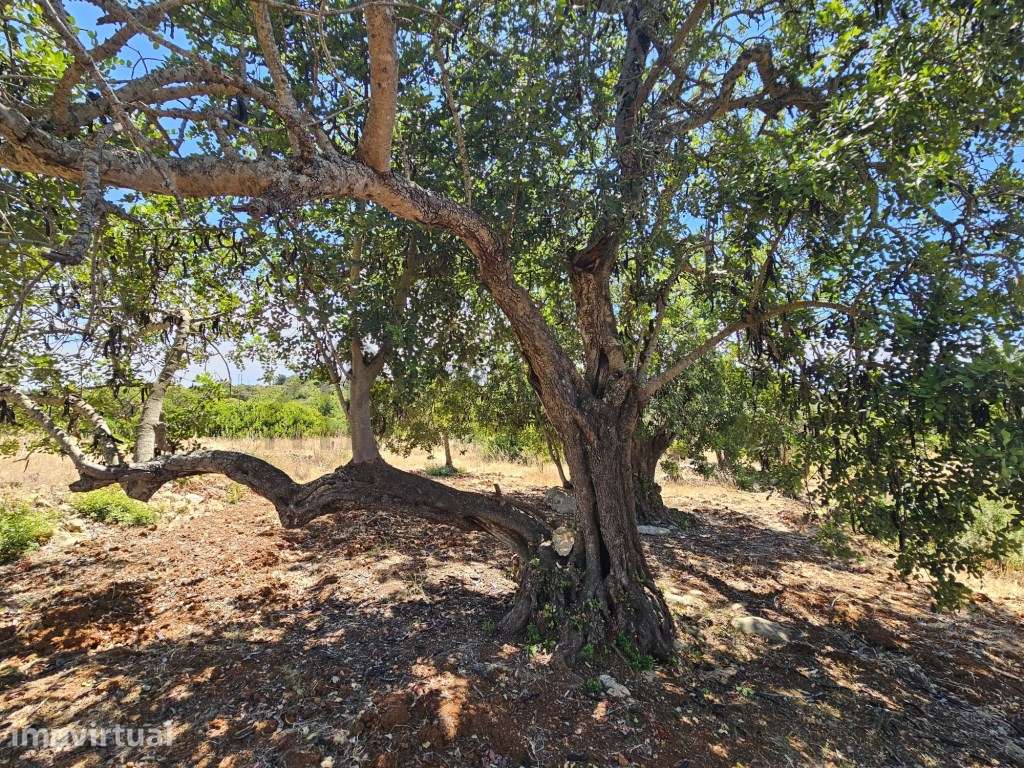 Terreno Rústico Plano nas Ferreiras - Albufeira - Excelente Localiz... - Grande imagem: 5/14