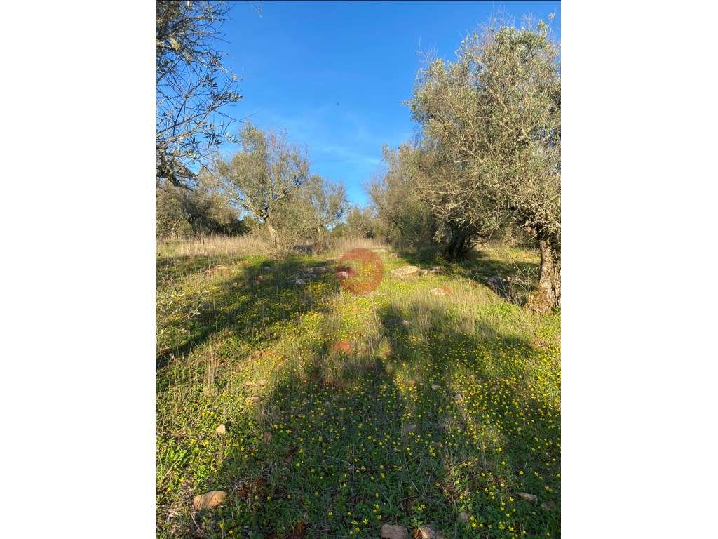 Terreno destinado a Olival - Grande imagem: 5/6