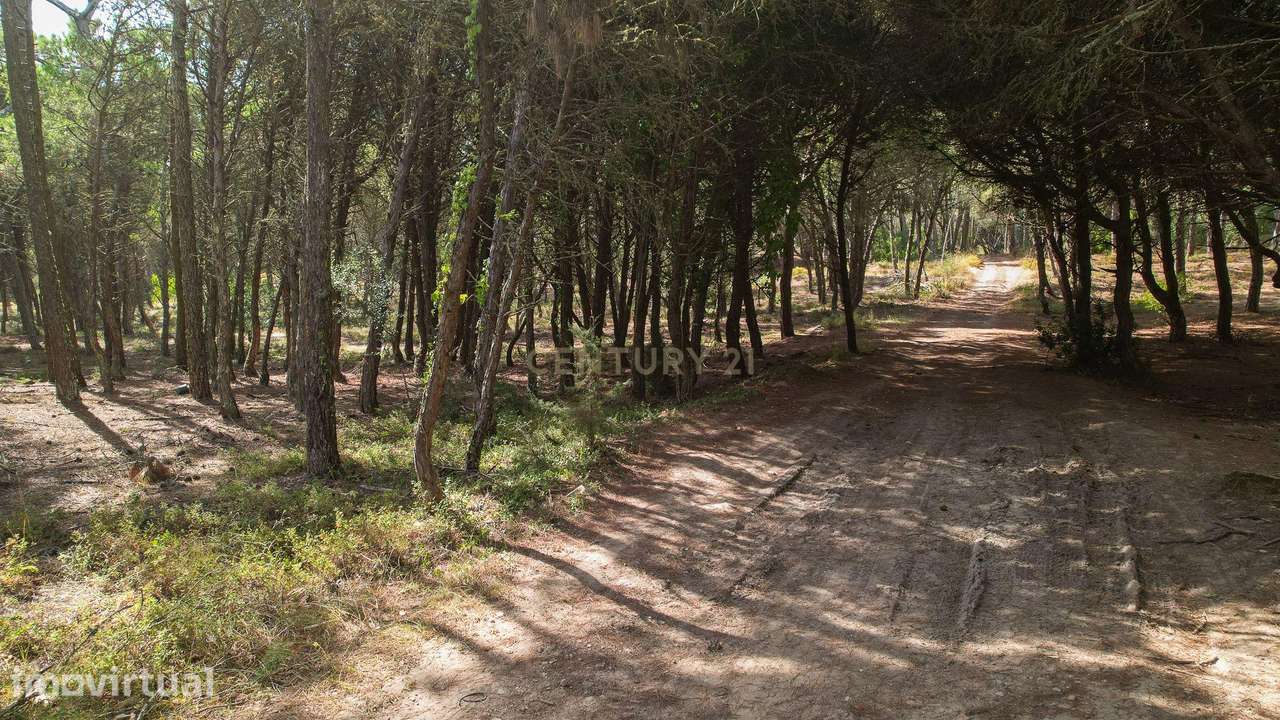 Terreno rústico de pinheiros perto das praia de Sintra - Grande imagem: 3/12