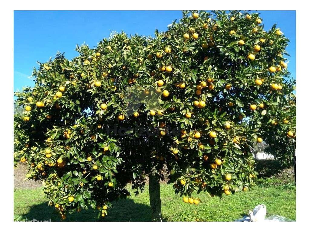 Terreno / Quinta para venda - Grande imagem: 3/6