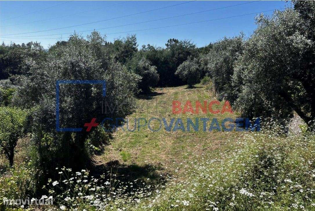 Terreno Rustico em Vila Nova de Poiares - Grande imagem: 5/11