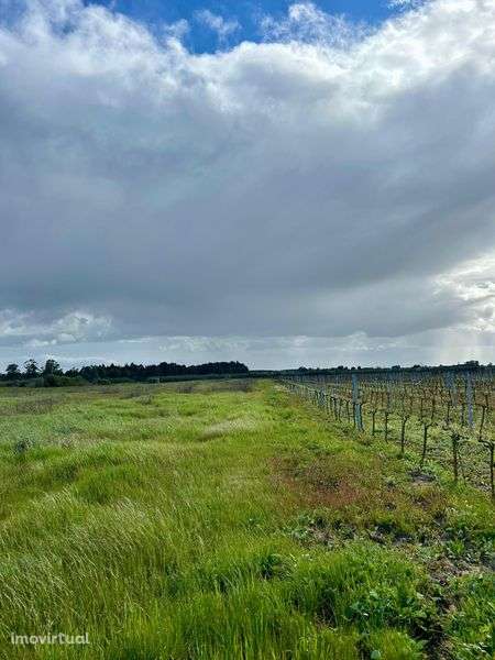 Terreno Rústico 11.040m² em Almeirim | Excelente Oportunidade - Grande imagem: 2/12