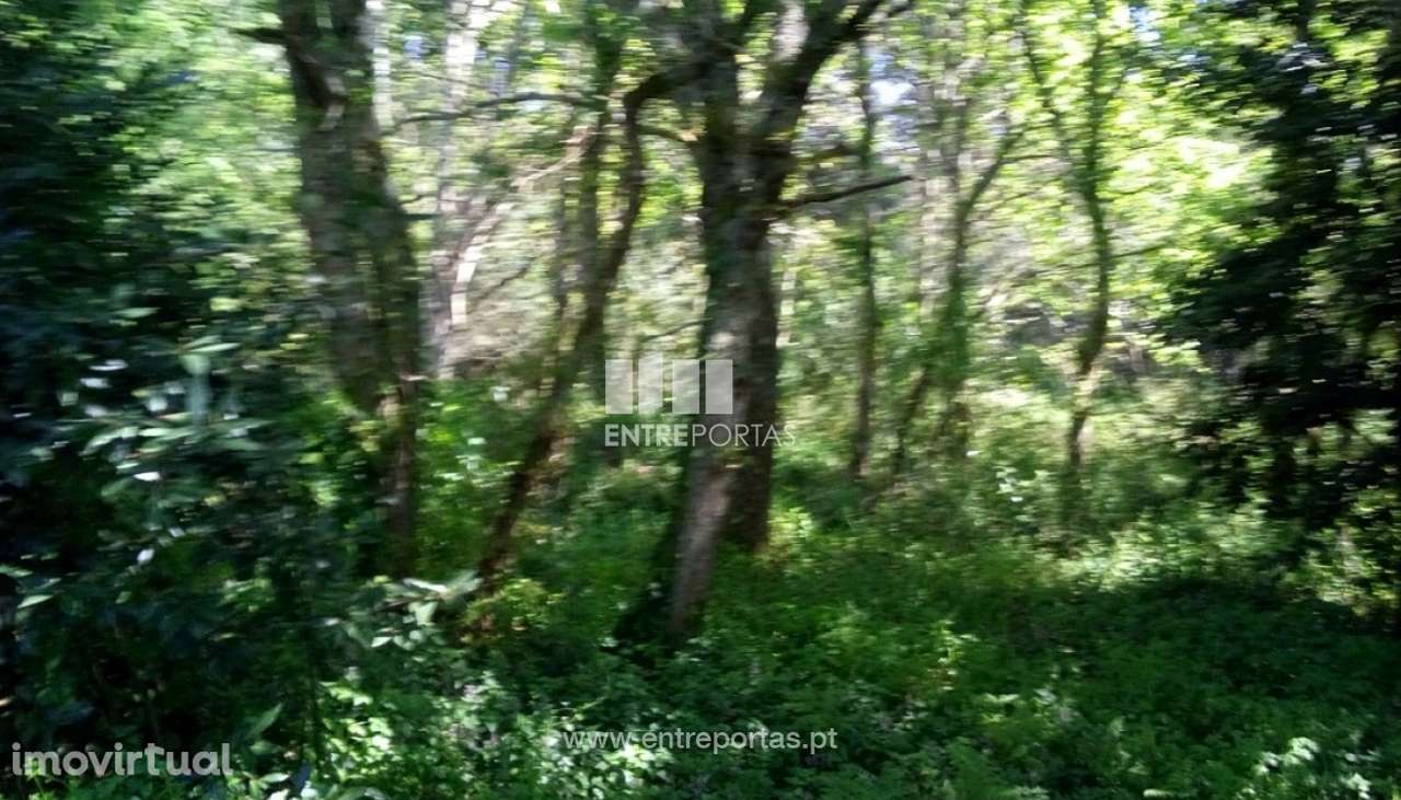 Venda de 3 Terrenos, Afife, Viana do Castelo - Grande imagem: 4/31