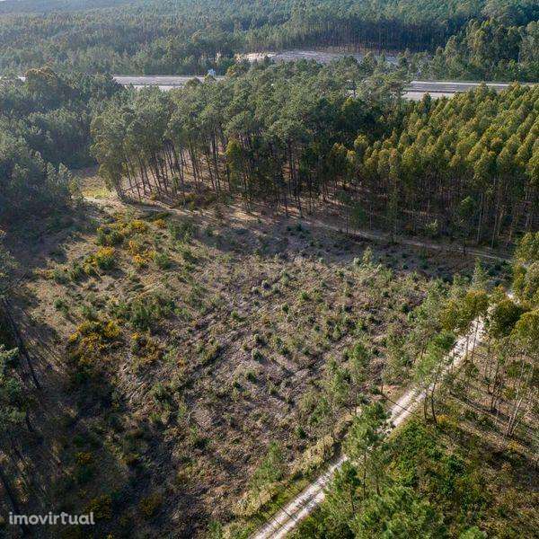 TERRENO INDISTRIAL - MACEIRA - Grande imagem: 4/4