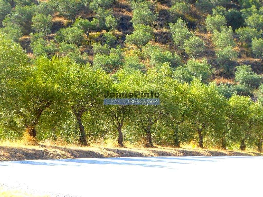 Olival em 400.000m2, perto rio Douro, região de Ligares, Barca DAlv... - Grande imagem: 2/9
