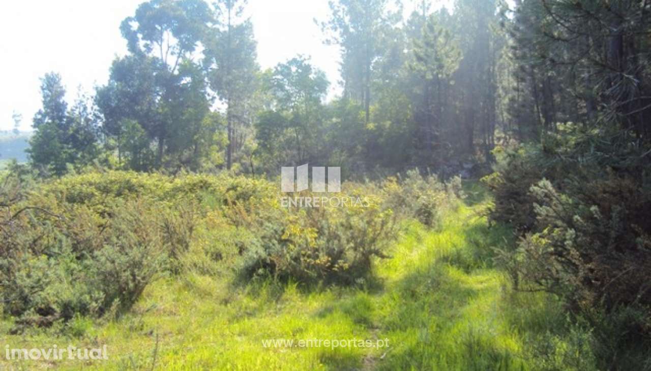 Venda Terreno, São Cristóvão de Nogueira, Cinfães - Grande imagem: 2/13