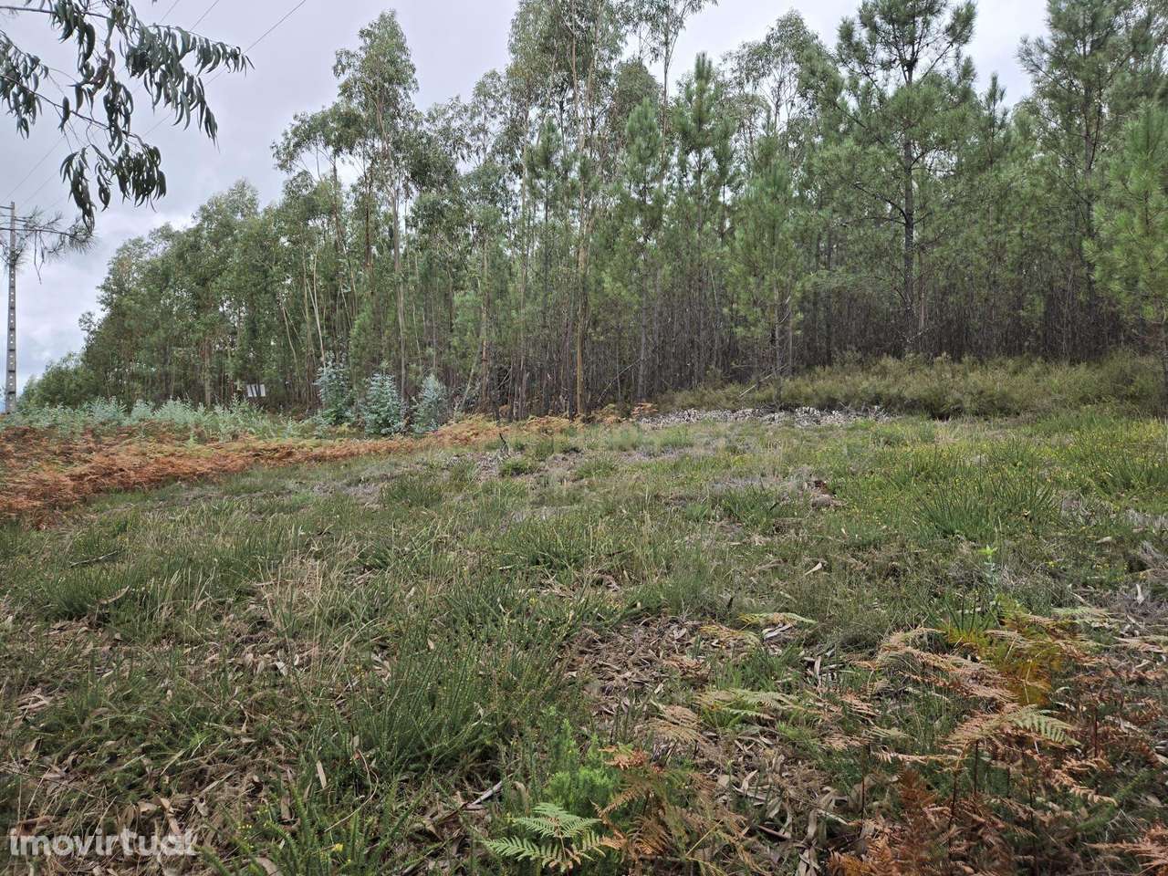 Terreno Rústico 3.250 m² – Herdade, Sertã - Grande imagem: 4/8