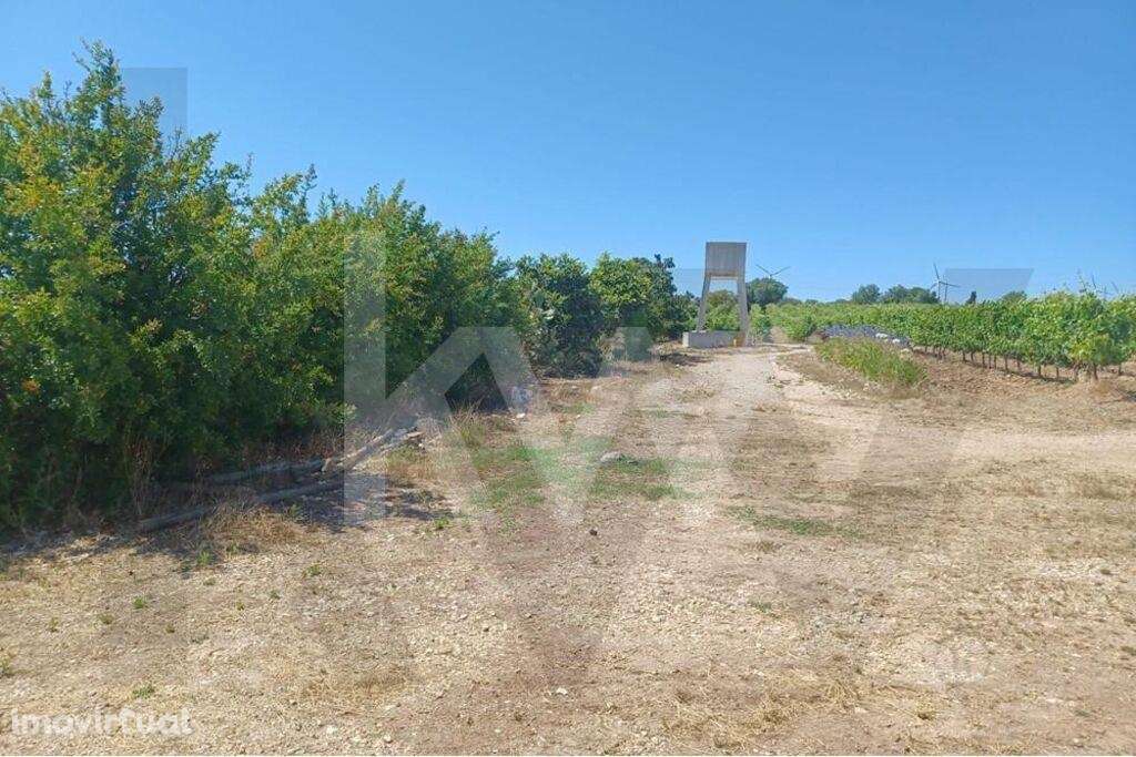 Quinta com Vinhas em Carvoeira *No Oeste - Grande imagem: 3/13