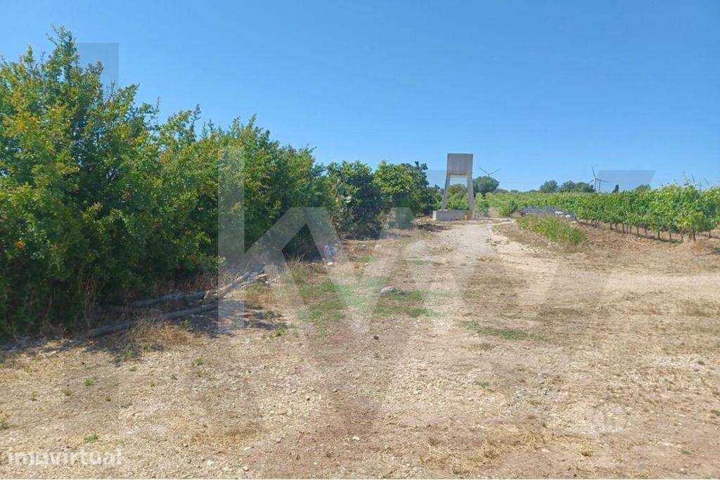 Quinta com Vinhas em Carvoeira *No Oeste - Grande imagem: 3/13