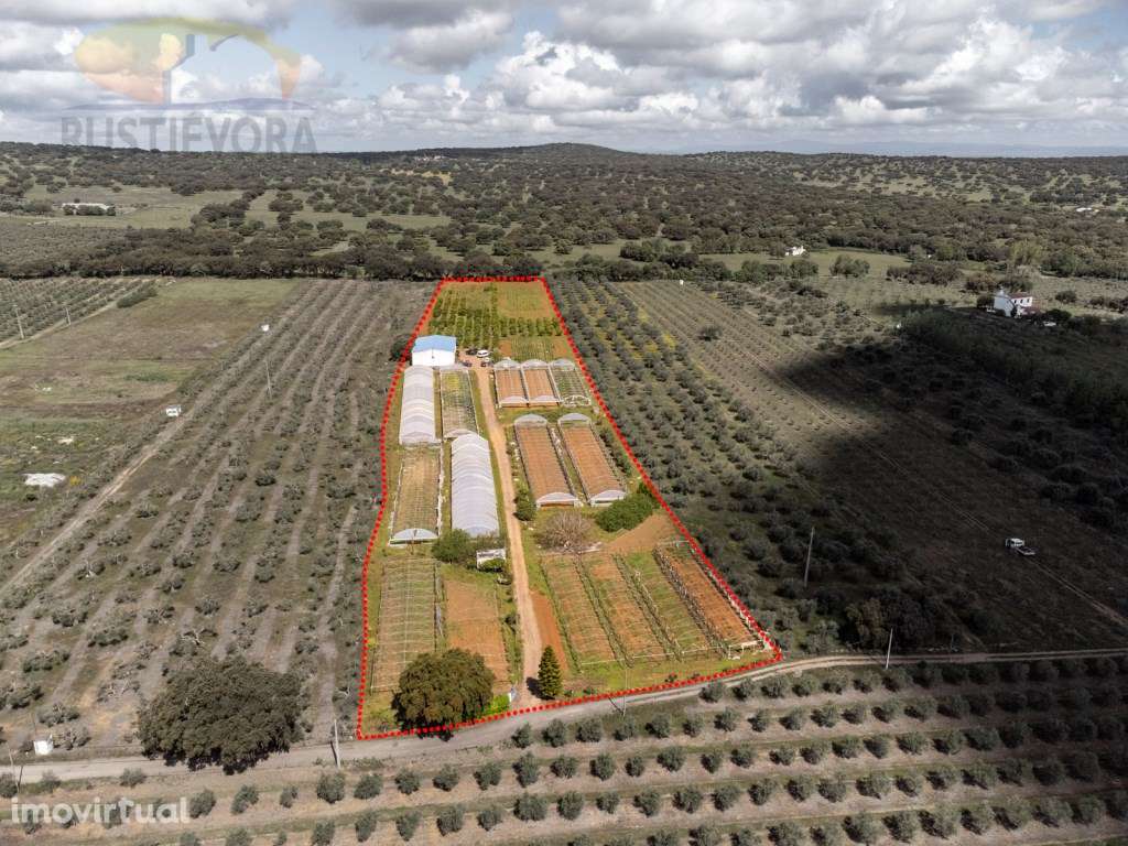 OPORTUNIDADE | Terreno com estufas e armazém para exploração agríco... - Grande imagem: 3/60