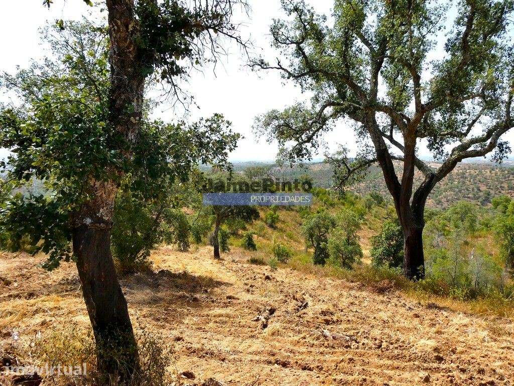 220 ha, CORTIÇA, CASA, Serra do Caldeirão. Portugal, Beja, Almodôvar. - Grande imagem: 3/9
