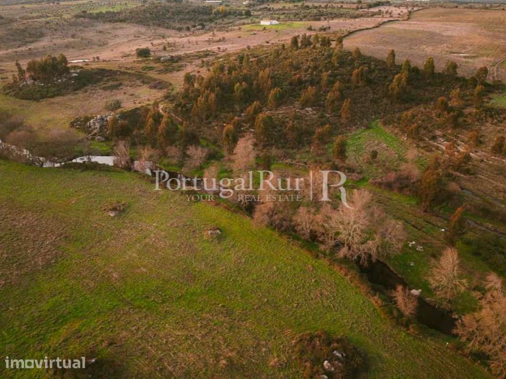 Propriedade vitivinicola com 32ha e marca própria em Nisa - Grande imagem: 4/49