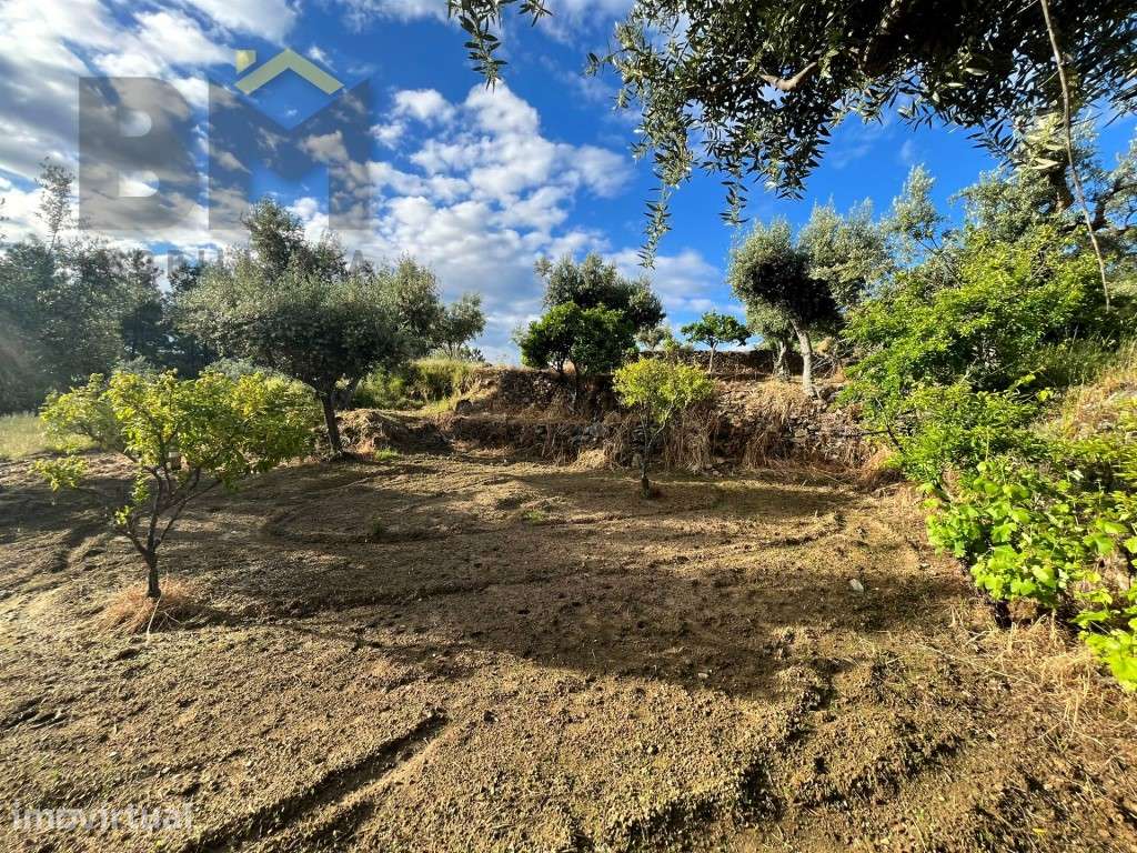 Terreno rústico com 2.920m² para venda em Juncal do Campo! - Grande imagem: 2/13