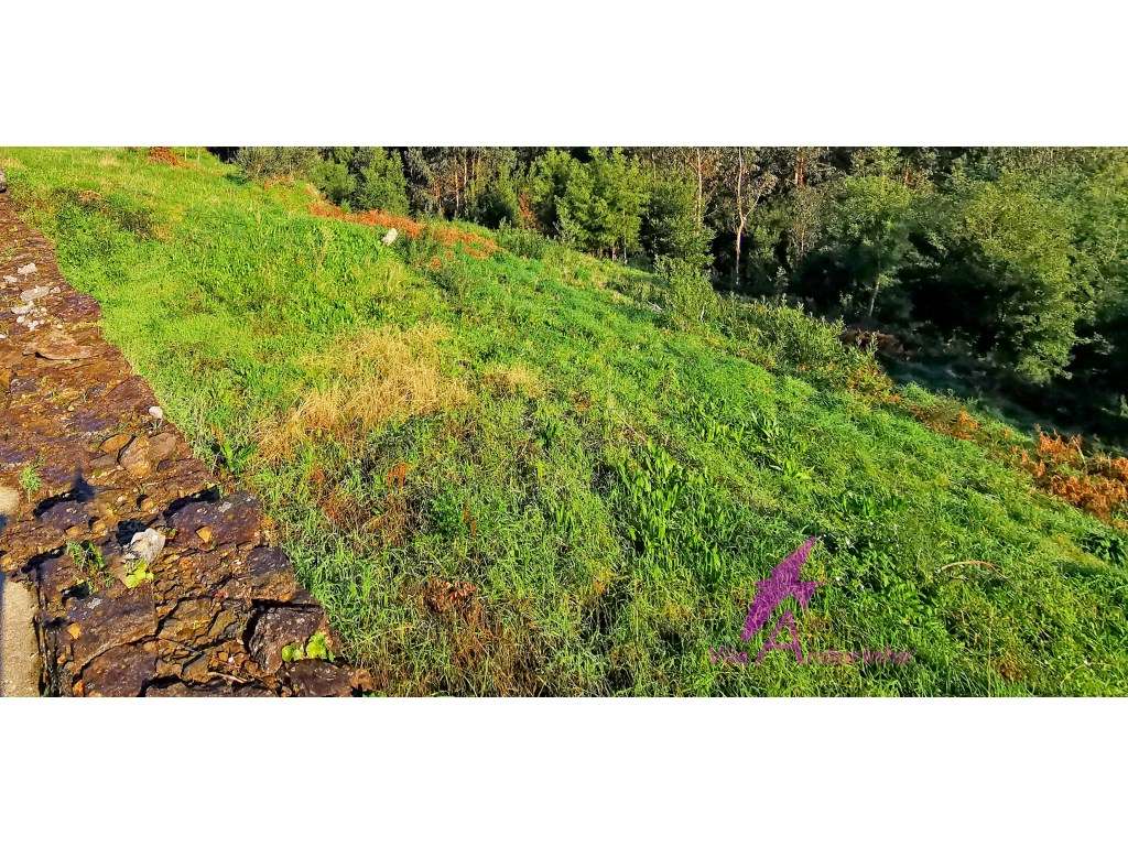 Terreno em Nogueira com 3 000m2 para 3 moradias individuais - Grande imagem: 5/9
