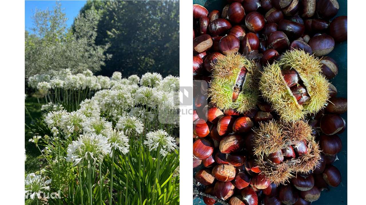 Moradia T4 com Piscina e 5.000 m² em Gondar | Vila Nova de Cerveira - Grande imagem: 5/35