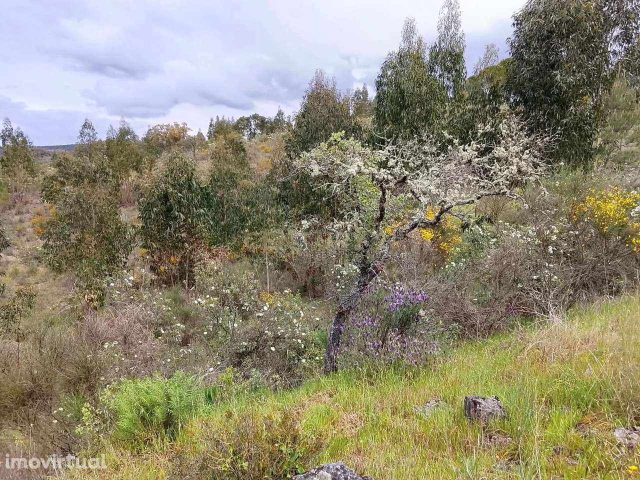 Terreno Rústico 1.6ha- Santana, Nisa - Grande imagem: 4/13