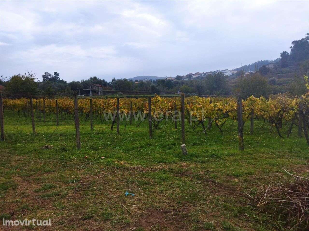 Quinta / Cinfães, Tarouquela - Grande imagem: 2/4
