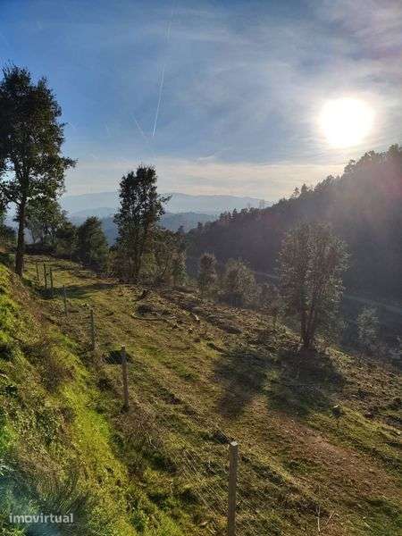 Quinta 3 Hectares Murganheira ( Tarouca ) - Grande imagem: 4/12