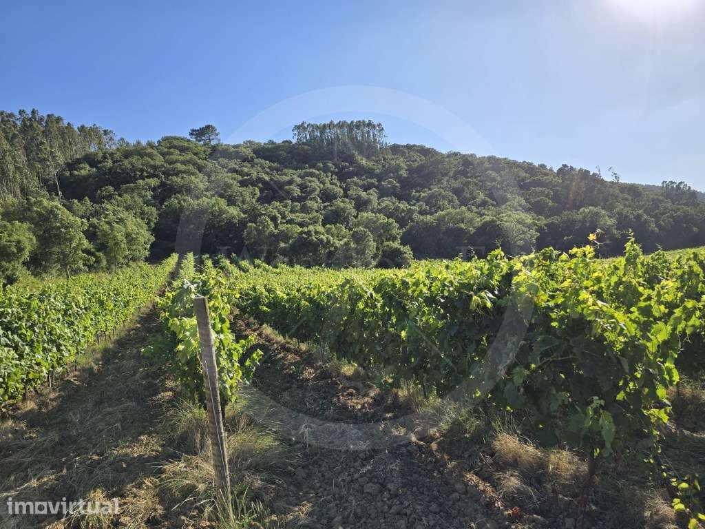 Terreno rústico com 3,1 hectares com vinha em exploração - Grande imagem: 4/15
