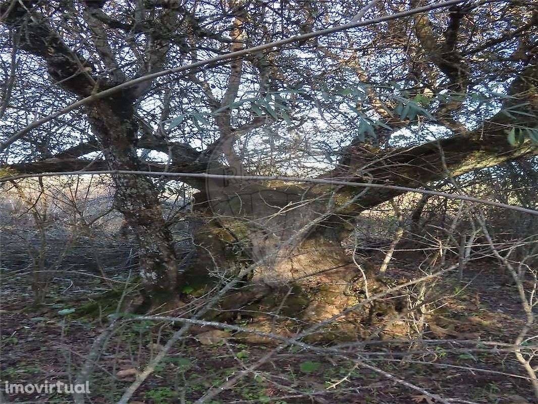 Quinta  para venda - Grande imagem: 5/17