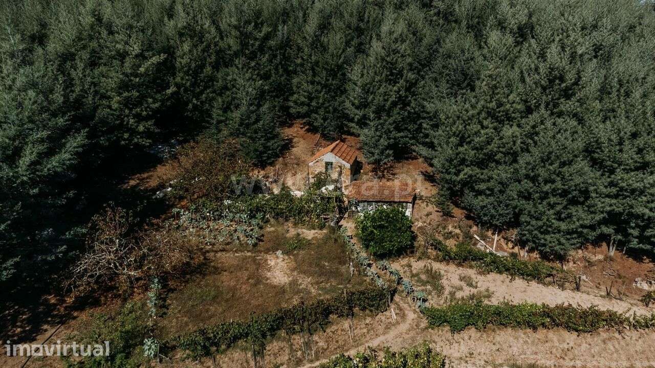 Terreno Rústico / Oliveira do Hospital, Lagos da Beira e Lajeosa - Grande imagem: 5/7
