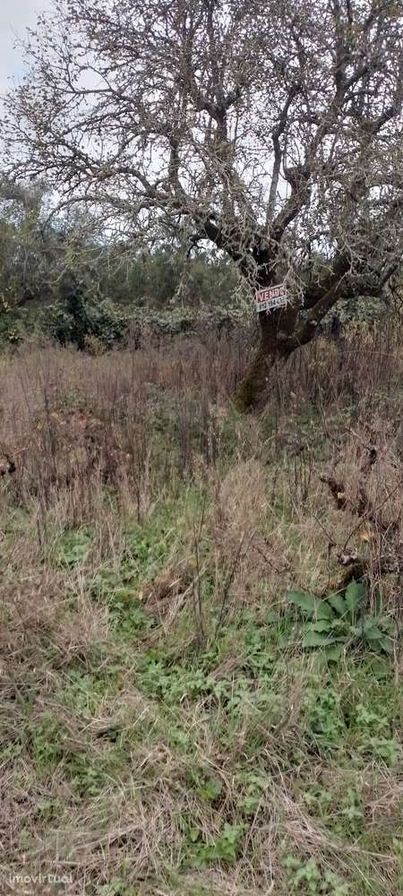 Terreno com vinha para venda - Grande imagem: 4/4