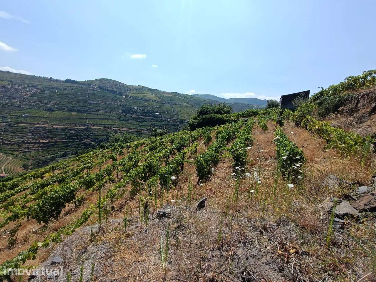 VINHA NA REGIÃO DEMARCADA DO DOURO - Grande imagem: 3/8