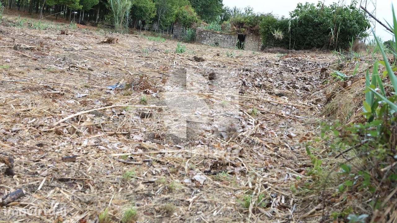 Quinta com aproximadamente 15000 m2 e moinho no coração da Bairrada - Grande imagem: 2/22
