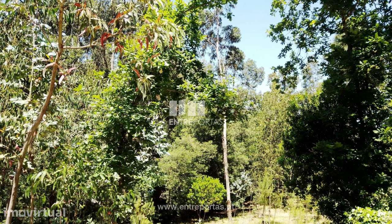 Venda Terreno, Praia Fluvial, Espadanedo, Cinfães - Grande imagem: 5/35