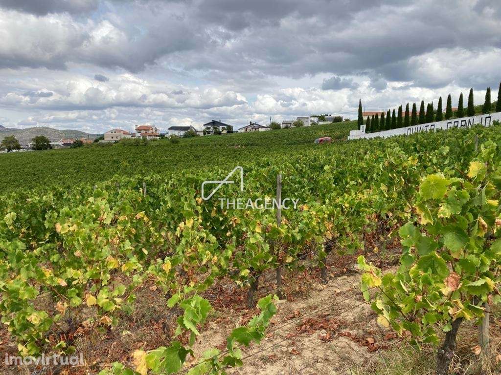 Quinta Granjó — Uma oportunidade única de investimento no coração do V - Grande imagem: 5/28