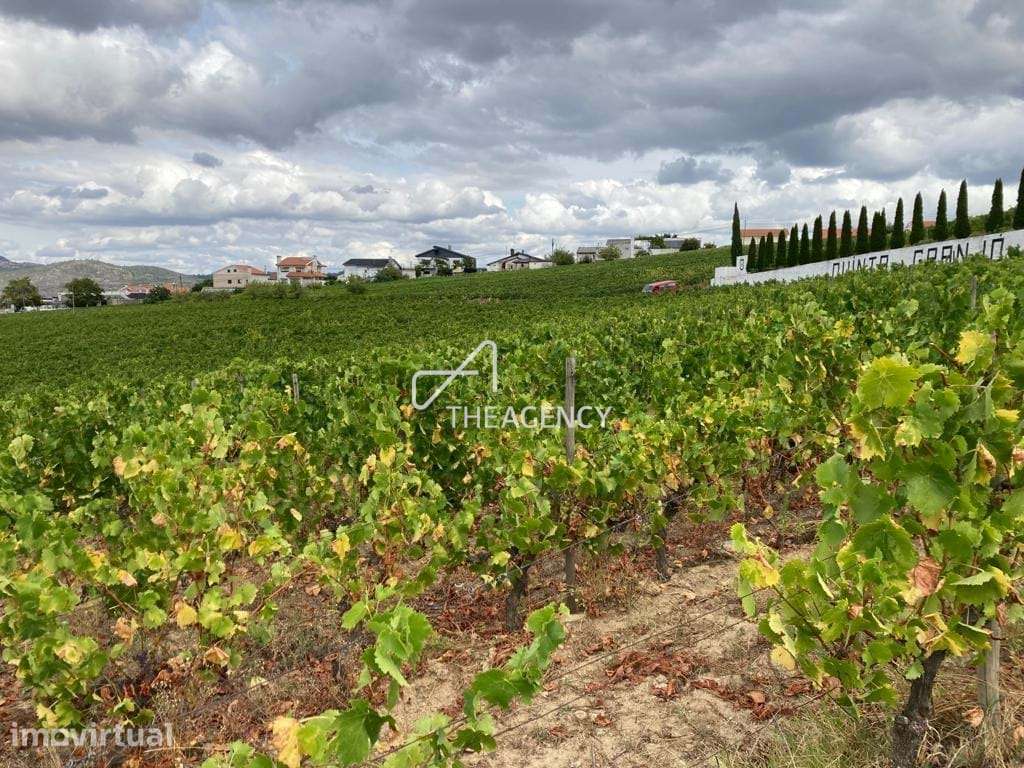 Quinta Granjó — Uma oportunidade única de investimento no coração do V - Grande imagem: 5/28