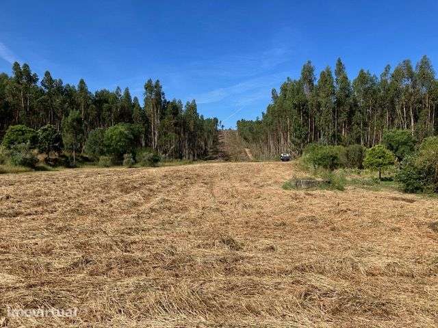 terreno com viabilidade construção e floresta - Grande imagem: 4/9