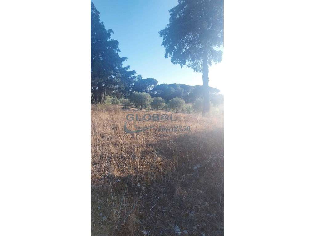 Terreno Venda Torres Novas - Grande imagem: 5/8