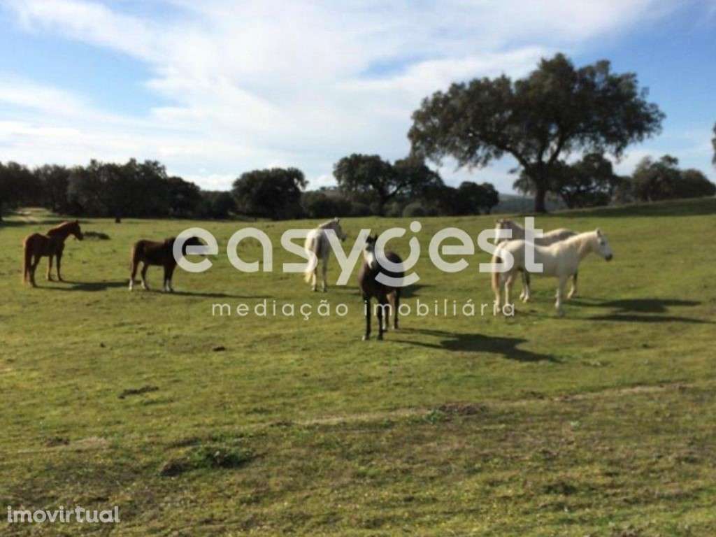 Terreno Rústico situado na Freguesia de Figueira e Barros - Grande imagem: 5/13