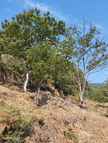 Terreno Rústico em Loredo, Fornelos – 5.000 m² - Grande imagem: 3/8