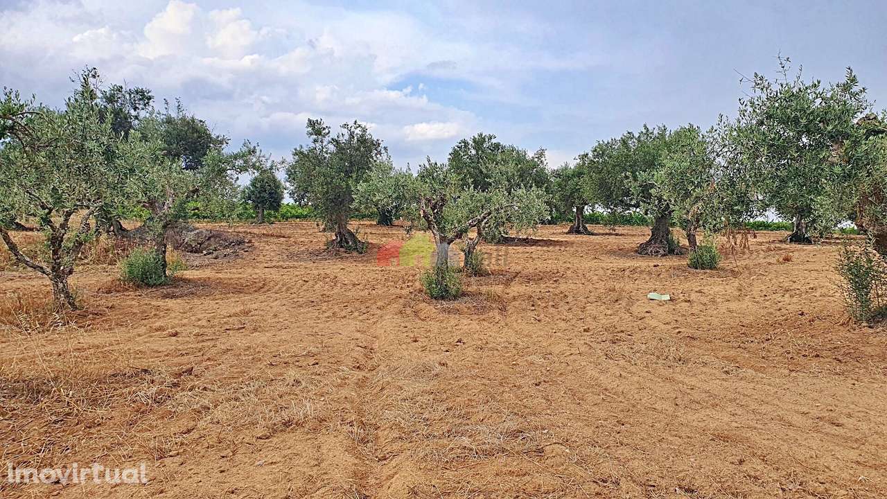 Terreno rústico com compacto olival - Grande imagem: 3/30