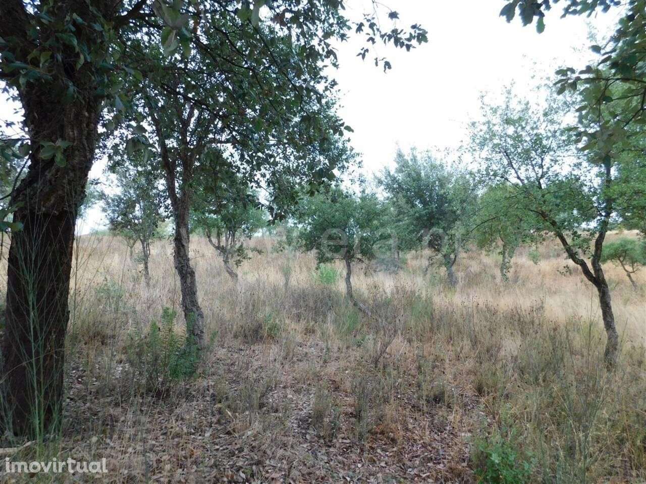 Quinta T1 / Fundão, Quintas da Torre - Grande imagem: 5/18