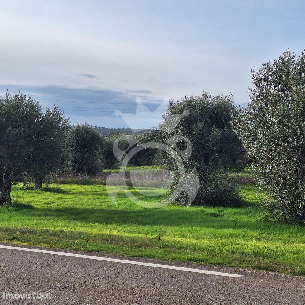 Olival para venda em Portel - NOVO PREÇO!! - Grande imagem: 5/11