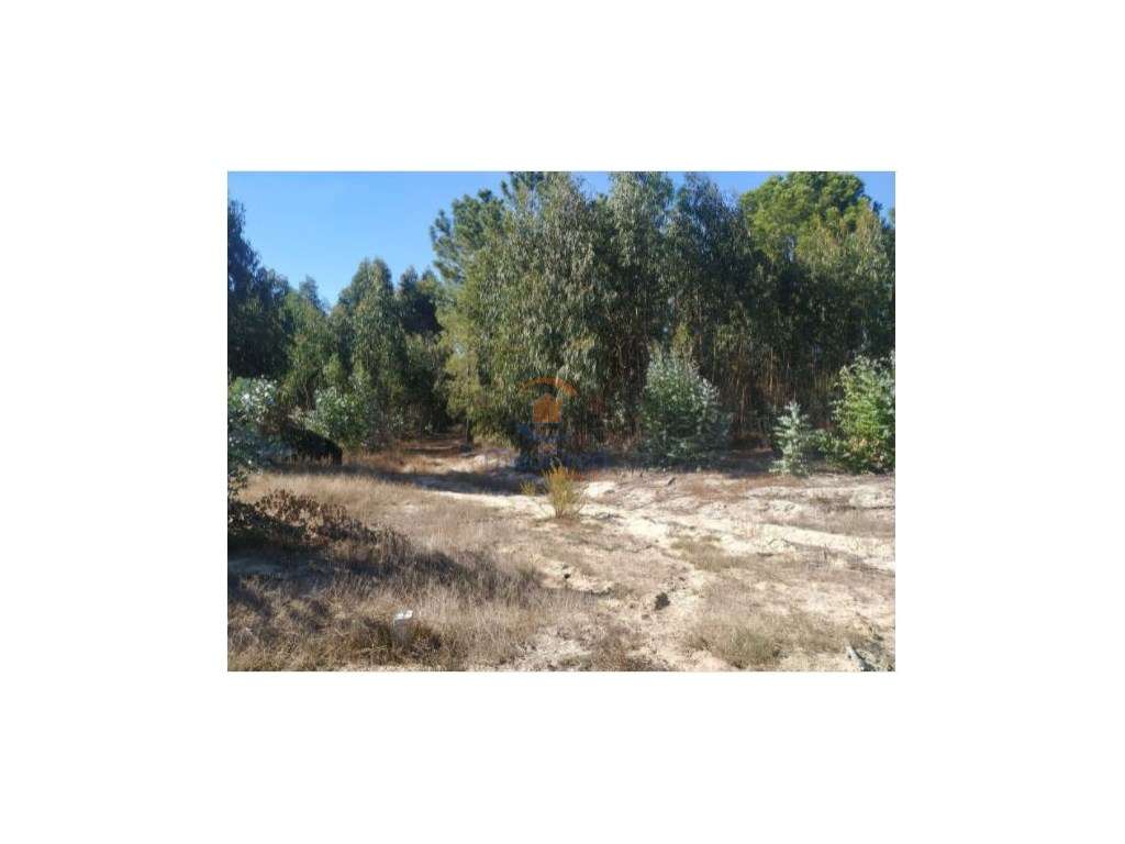 Terreno rústico com mais 4 hectares - Pegões - Grande imagem: 2/5