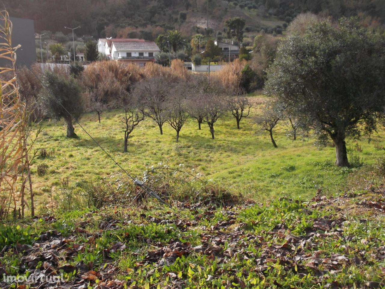 Terreno muito bem localizado - Ourém - Grande imagem: 5/8