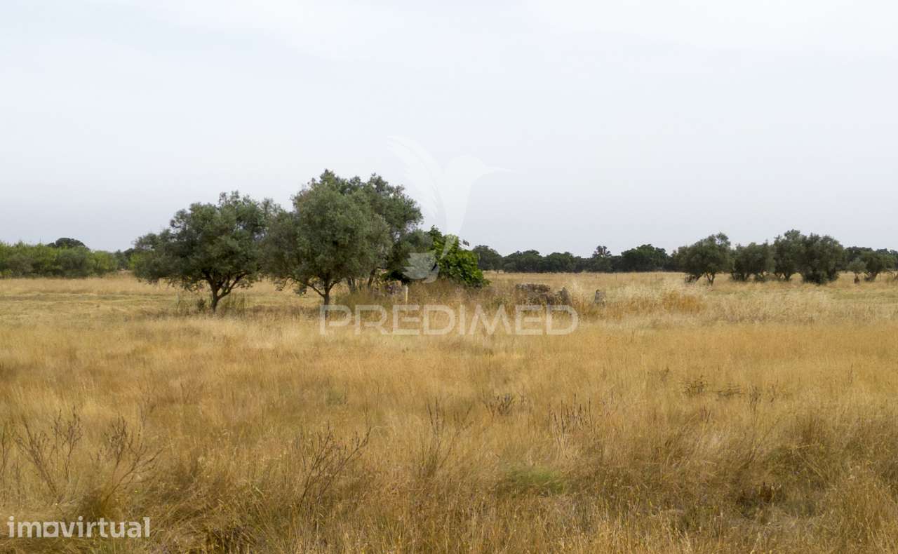 Quinta com 2,8250 ha e ruínas com 46 m2 em Fornalhas Velhas - Grande imagem: 3/25