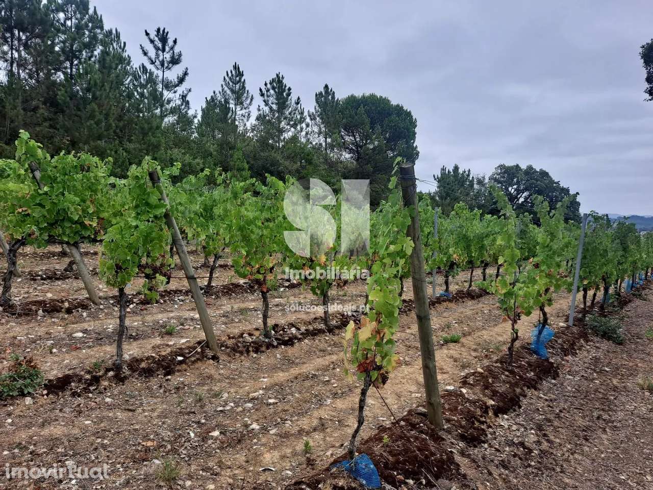 Terreno em Anadia - Grande imagem: 2/23