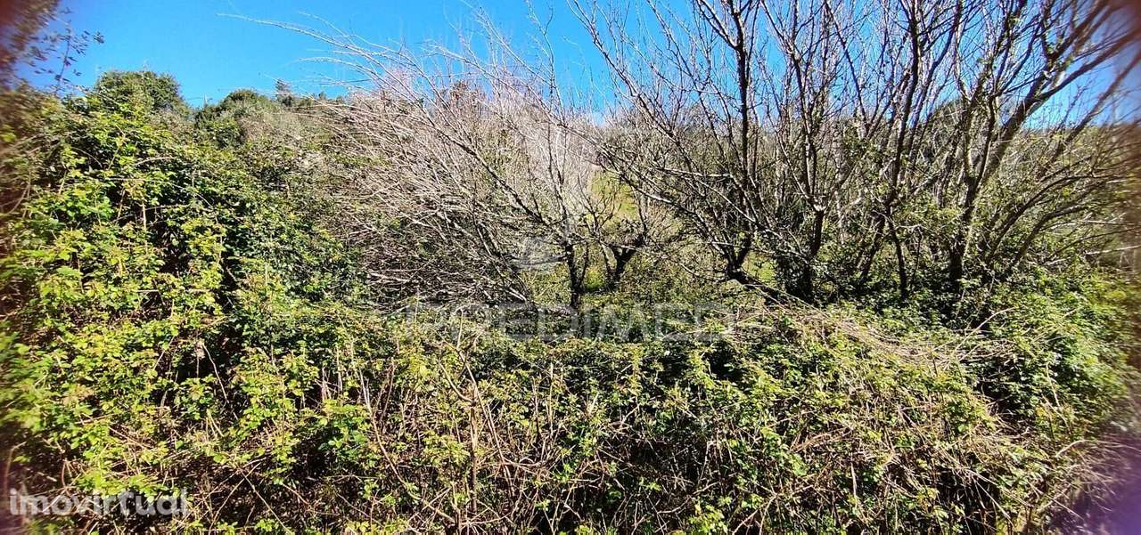 Terreno Rústico em Matacães (Torres Vedras) - Grande imagem: 3/5