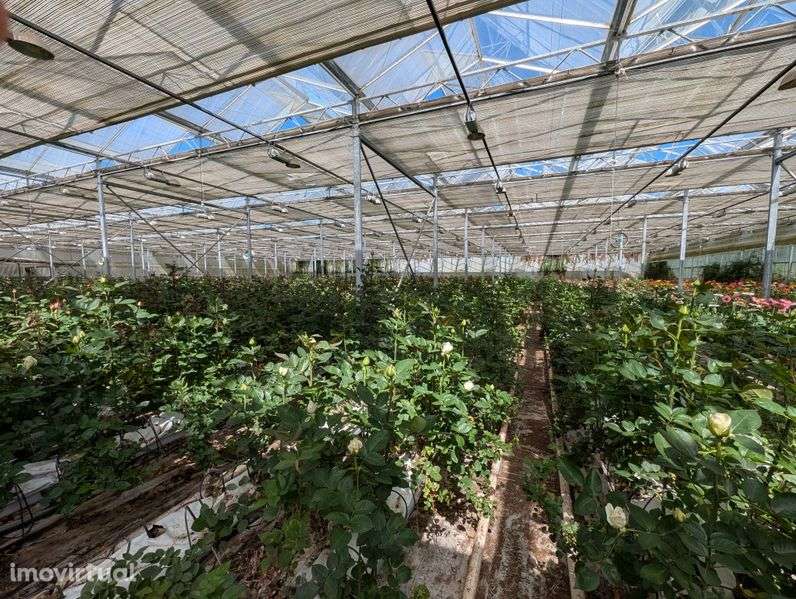 Arrenda-se duas estufas - Grande imagem: 2/7