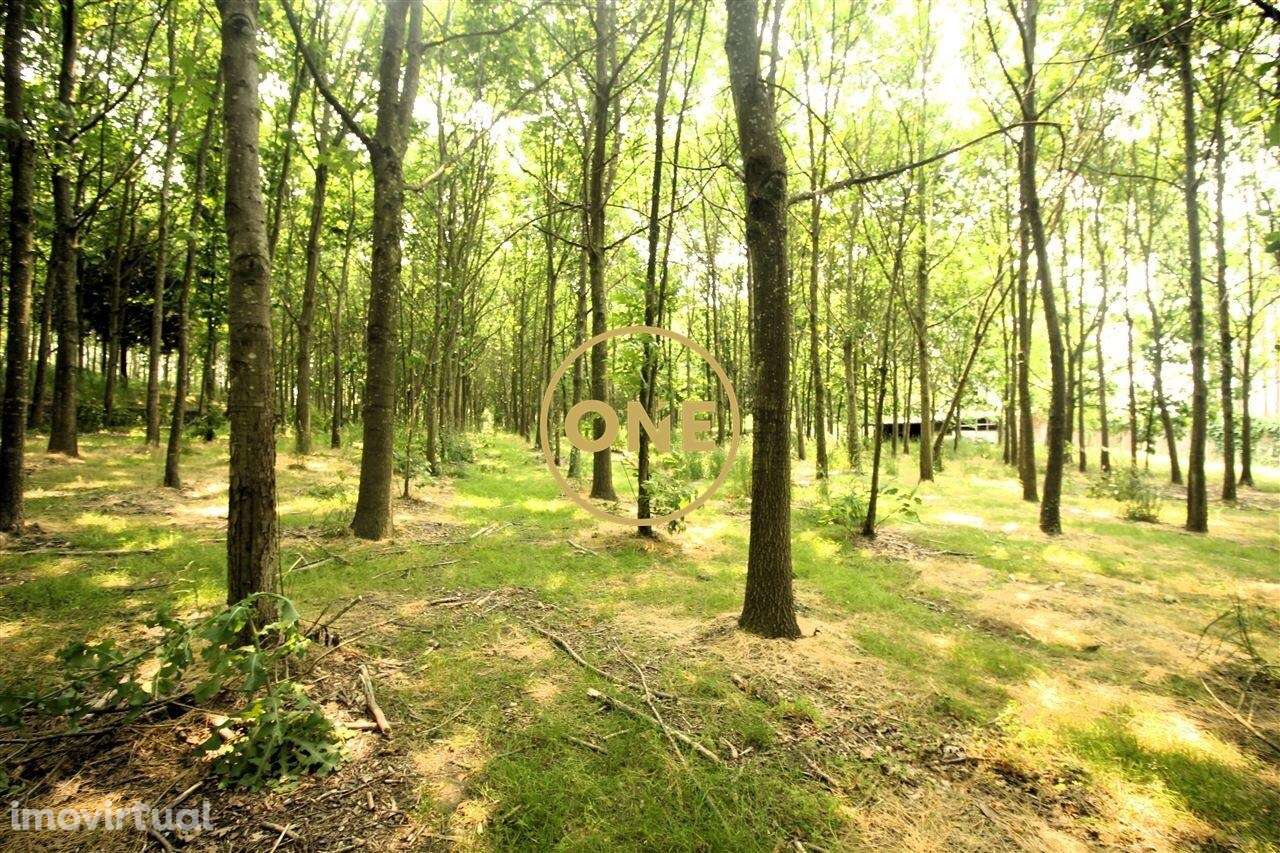 Terreno Florestal em Ribeirão - Grande imagem: 5/17