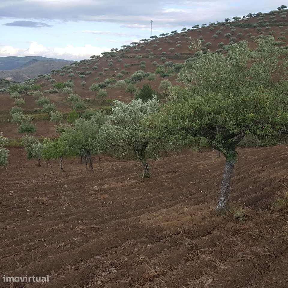 Quinta no Douro Superior, VALE D´ANELHA-Comércio de Azeite Biológico - Grande imagem: 4/9