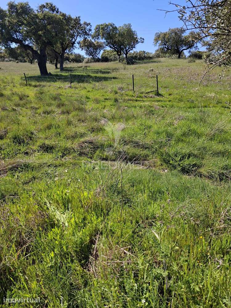 Terreno Rustico com 4,625 hectares - Grande imagem: 4/20