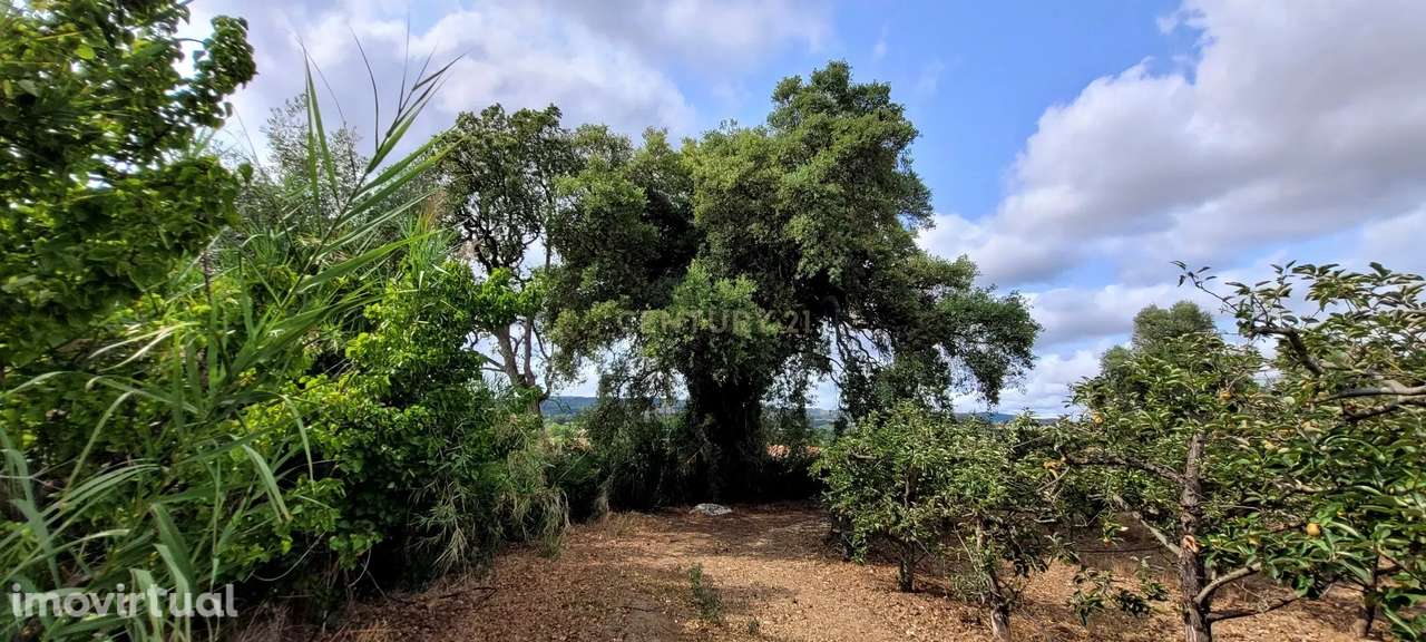 Quinta com moradia no Arneiro Merceana com 3ha de terreno com arvores - Grande imagem: 2/16