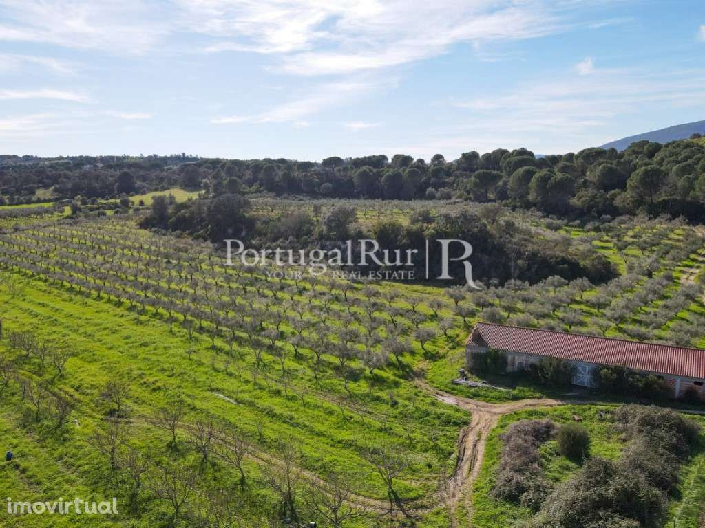 Quinta / Olival com 9,5 hectares em Torres Novas - Grande imagem: 3/43