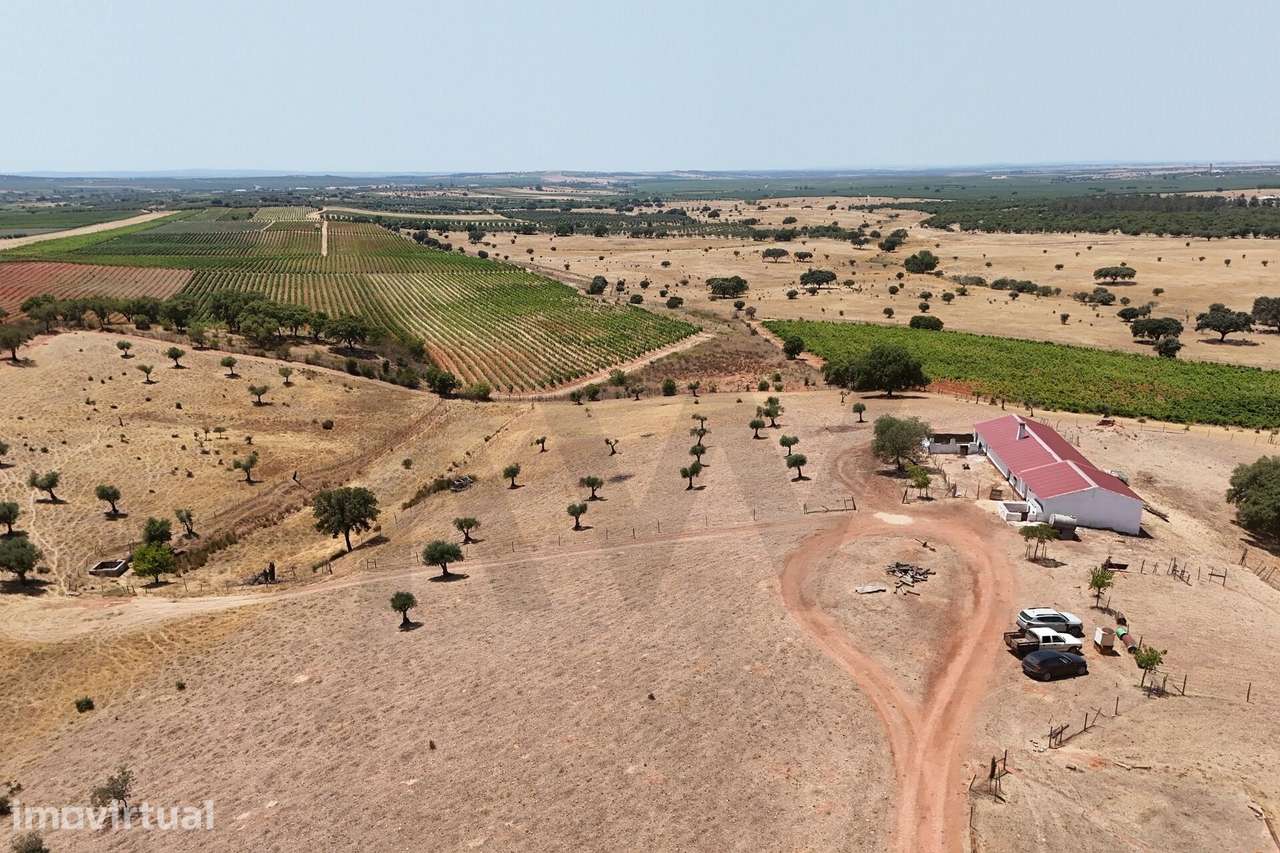 Herdade com 18,8 ha em Montoito | Vinha, Água, Monte Alentejano e Pote - Grande imagem: 2/50